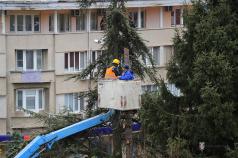 Проверяват дърветата във Велико Търново за изсъхнали клони