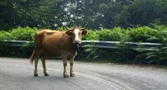 28-годишен мъж е с опасност за живота след катастрофа заради кр...