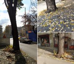 Заменят няколко липи в центъра на Велико Търново с нови дървесн...