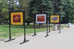Изложба разказва за творчеството на великотърновските художници